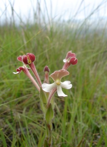 Zaluzianskya microsiphon stem-tip blooms